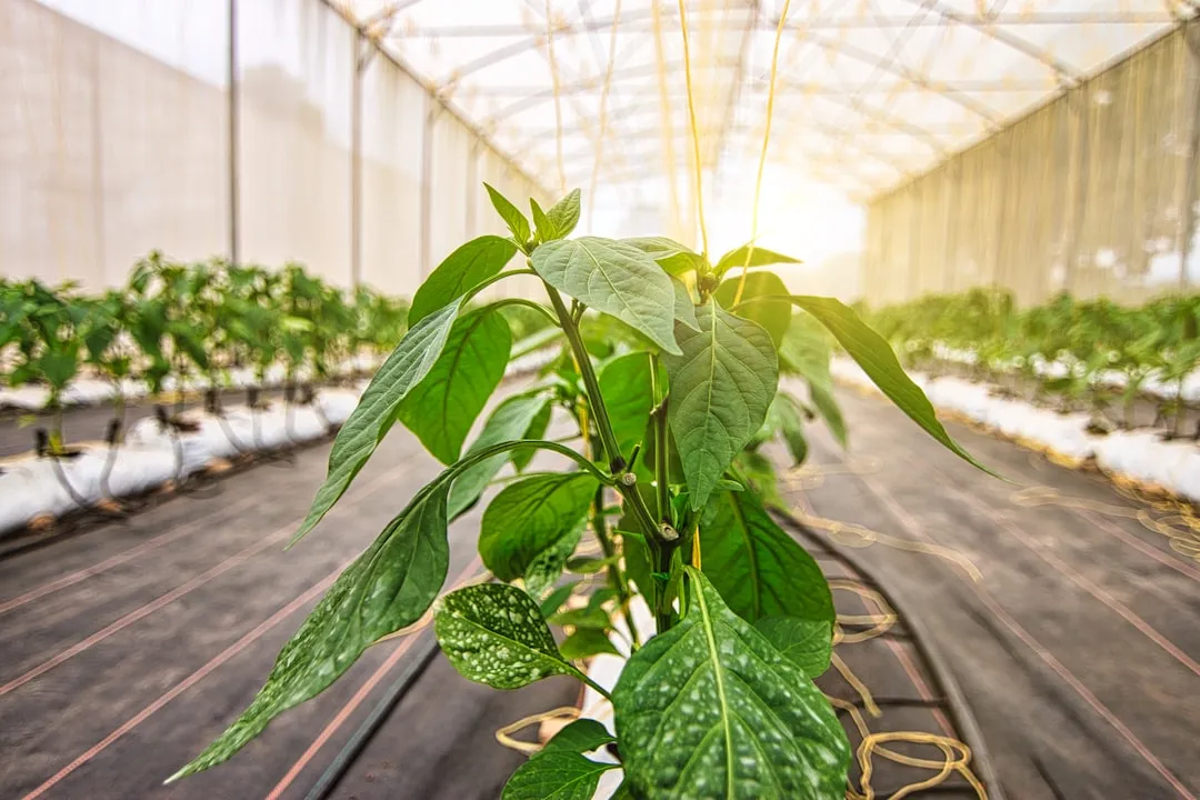 昆明沛然科技明健生物蛋白粉系列产品配方特点与适用人群分析